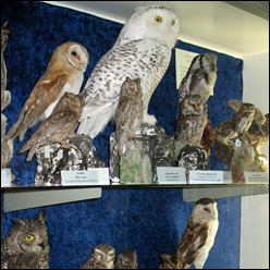 MUSEO DI STORIA NATURALE